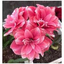 Ryrteurt Perennial Flower Seeds 2 Amaryllis Vittained Fw95210-105 Different Suck Seeds - 變體 1 - 查看 1
