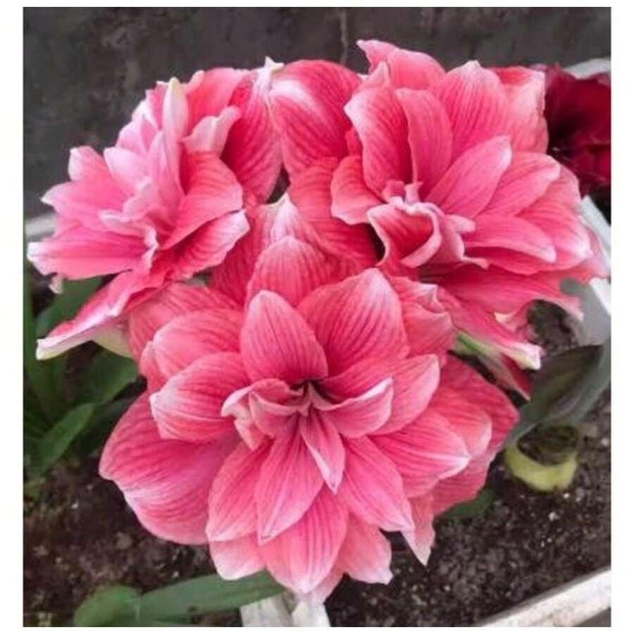 Ryrteurt Perennial Flower Seeds 2 Amaryllis Vittained Fw95210-105 Different Suck Seeds - 變體 1 - 查看 1