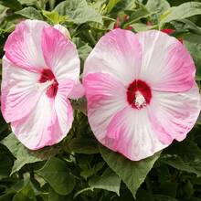 95 Piezas de Semillas de Hibisco Gigante Mixtas para Cultivo al Aire Libre - Plantas de Flor de Hibisco Perennes No Transgénicas para su Prospero Jardín en Casa - yh95 piezas - Ver 1