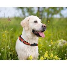 MLB Baltimore Orioles Dogs And Cats Collar HeavyDuty Durable And Adjustable Medium - M - 查看 4