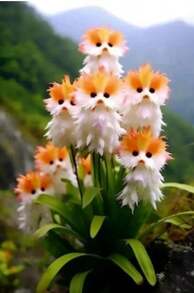 Adad111 2025 Fashion Popular Products And Hot-Selling Cat Orchids Full Of Fragrance And Strong Fragrance. New Potted Plant Shape Is Cute, Fragrant, And Formaldehyde Removal - 小臉 - 查看 1