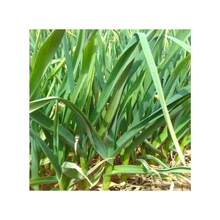 Semillas de flores perennes Ryrteurt, semillas de hojas de ajo, semillas de vegetales, brotes de ajo de hoja ancha, semillas de ajo, ajo verde Yanggarlic, fácil de plantar - 500 piezas - Ver 5