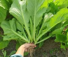 Free Home Delivery 500 Mustard Seed Leaves Mustard Green Non-GMO Genetically Modified Vegetables For Garden Planting - 變體 1 - 查看 2