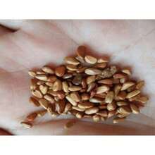 Fuel Flame Rose Seedlings Live Plant For Planting, Rose Tree Stump Bare Root, Flower Color Like Flames And Dazzling Flames, Abundant Flowers, Long Blooming Period, Cold-Resistant, Drought-Resistant And Easy To Survive, Suitable For Courtyards And Balconies - 100 hạt giống - Xem 4