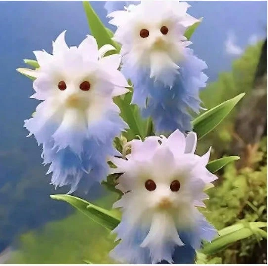 Adad111 2025 Fashion Popular Products And Hot-Selling Cat Orchids Full Of Fragrance And Strong Fragrance. New Potted Plant Shape Is Cute, Fragrant, And Formaldehyde Removal - Wei Lian - 查看 1