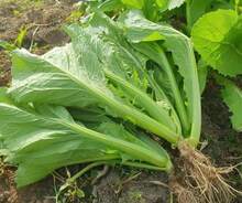 Free Home Delivery 500 Mustard Seed Leaves Mustard Green Non-GMO Genetically Modified Vegetables For Garden Planting - 變體 1 - 查看 4