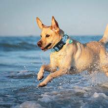 Dog Collar Shark Print Adjustable Cute Pet Collar Soft Puppy Collar