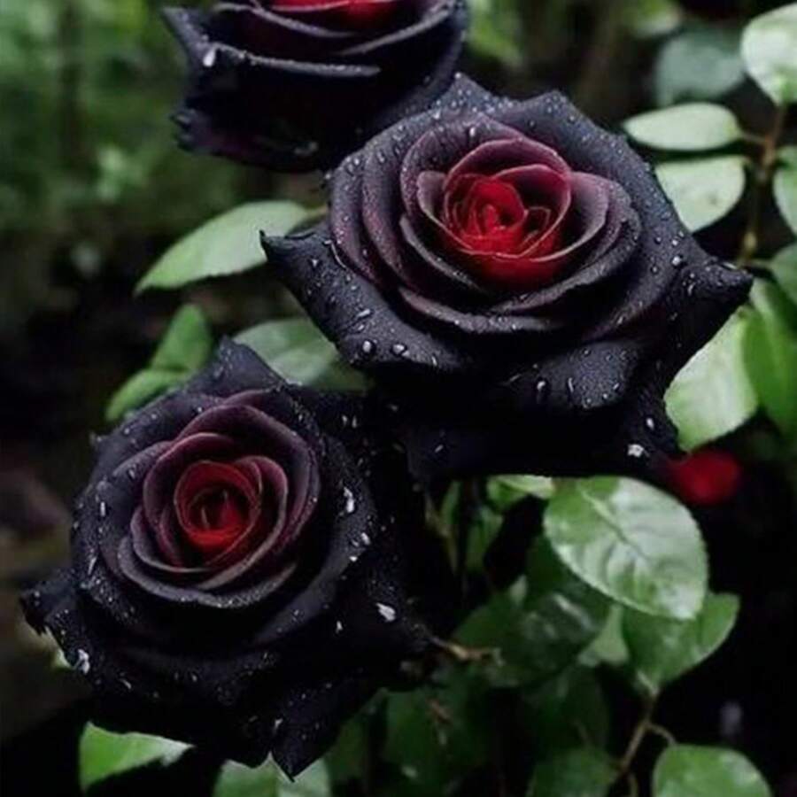 Discount Of 100pcs Black Rose And Red Rose  Planting - Exotic Flower .Fresh, Cold Resistant, Fragrant, And Eye-Catching Garden Plants Attract Bees
