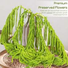 5Pcs Dried Amaranthus Hanging Flowers 100 L 23 Neon Green Preserved Amaranthus Flowers For Wedding Arch Floral Arrangment Wall Hanging-0162 - 淺綠色 - 查看 4