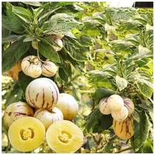 Ryrteurt Perennial Flower Seeds 200 Ginseng Fruit Seeds Planted In All Seasons Of Eternal Spring Fruit Seeds High Yield Garden Balcony Potted Fruit Seedlings - 200 - 查看 5