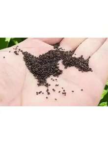 Flower Seeds 50+ Cucumber Seeds - Marketer | Vegetable Garden Pickling NON-GMO USA - 1 - Xem 6