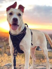 High Reflective Dog Harness Leash Collar Set, Adjustable Padded Dog Vest, Reflective Non-Obstructive Pet Oxford Vest With Front & Back Easy Control Handles, Comfortable, No-Choke Design Pet Vest Leash Collar Set - Ideal Choice For Outdoor Adventure, Multiple Sizes - Suitable For Small, Medium And Large Pets (If In Doubt Between 2 Sizes, Opt For The Larger Size As It Can Be Adjusted)