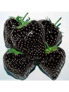 Free Home Delivery Garden 200 Black Strawberry Seeds, High Germination Rate, Easy To Grow, Sweet And Sour, Suitable For Family Gatherings Or Festivals To Make Juice Or Desserts. - 1000 - 查看 2