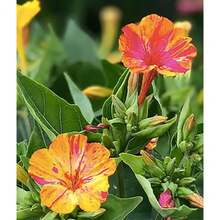 Sgwdvwvs Easy To Grow 210 Pieces Planted Perennial Broken Color 4 O'clock Seeds - Mild Perennials That Are Easy To Sow - 210 - 查看 2