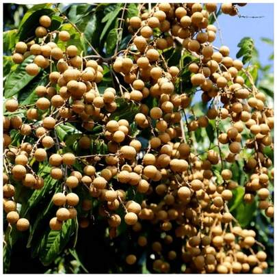 Ryrteurt Space Seed 60 Longan Fruit Tree Seeds Suitable For Outdoor Planting Sweet Fruit Seeds 60