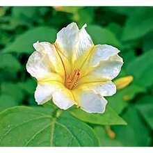 Sgwdvwvs Easy To Grow 210 Pieces Planted Perennial Broken Color 4 O'clock Seeds - Mild Perennials That Are Easy To Sow - 210 - 查看 4