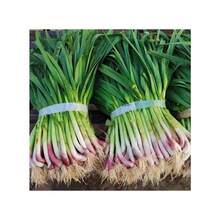 Semillas de flores perennes Ryrteurt, semillas de hojas de ajo, semillas de vegetales, brotes de ajo de hoja ancha, semillas de ajo, ajo verde Yanggarlic, fácil de plantar - 500 piezas - Ver 3