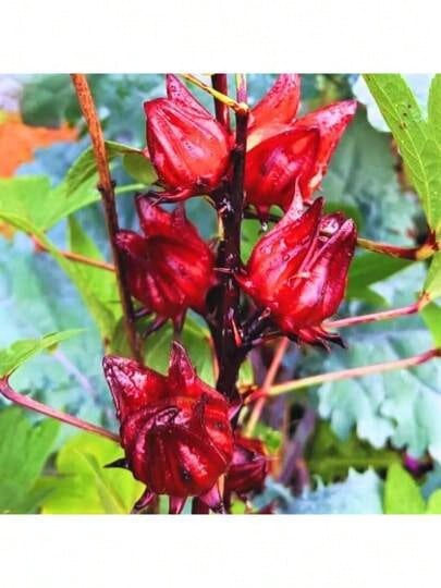 Free Extra 500 Seeds/Rare Red Roselle Hibiscus Sabdariffa Seeds For Platning Roselle Jamaican Plant Flowers Seed To Grow Semillas De Flores Plants Semillas De Plantas Garden Rose Plant Strawberry Seeds Plant Seeds Seeds For Planting Orchid Flower Seeds Tulips Tulipanes Sunflower Hena Plants Live    Vegetable Seeds  Seeds  Hosta Plants  Plants  Gardening  Flower Seeds  Plant  Flowers For Outside  Semillas De Flores Para Sembrar  Gardening  All   Plants For Outside  Mosquito Repellent Outdoor  Gar Exquisite Gift Seeds - 50 - 查看 1