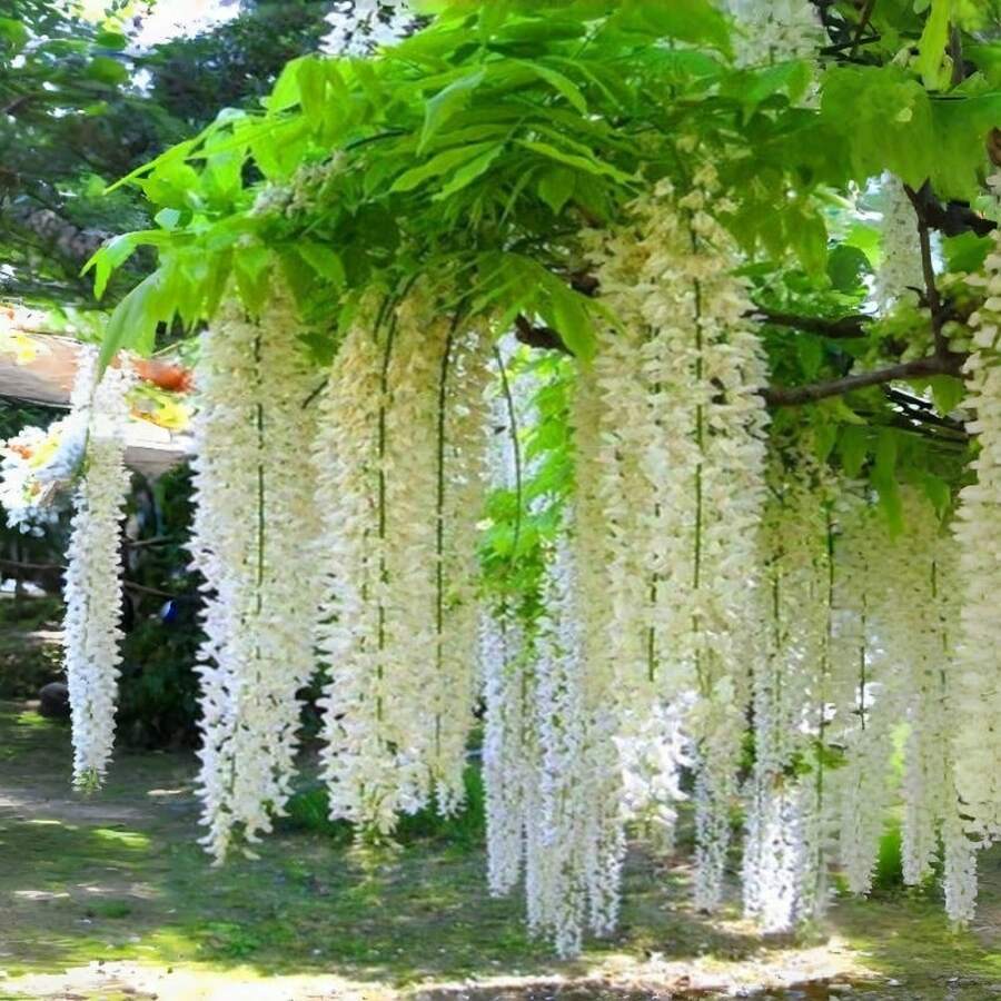 20 Pieces Wisteria Potted Plant For Indoor And Outdoor Gardens, Suitable For Sunny Four-Day Plants - 20 cái - Xem 1