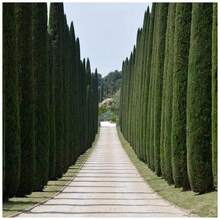 Fgjdgjdd Perennial Seeds Heirloom Mediterranean Cypress Seeds - 100+ Exotic Italian Pencil Cypress Trees For Beautiful Scenery - 1 Pack - View 2