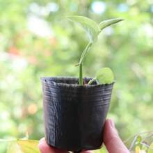 100PCS Plastic Plant Flower Pots Nursery Seedlings Pot Garden Container UK - 黑色 - 查看 5