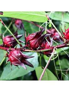Free Extra 500 Seeds/Rare Red Roselle Hibiscus Sabdariffa Seeds For Platning Roselle Jamaican Plant Flowers Seed To Grow Semillas De Flores Plants Semillas De Plantas Garden Rose Plant Strawberry Seeds Plant Seeds Seeds For Planting Orchid Flower Seeds Tulips Tulipanes Sunflower Hena Plants Live    Vegetable Seeds  Seeds  Hosta Plants  Plants  Gardening  Flower Seeds  Plant  Flowers For Outside  Semillas De Flores Para Sembrar  Gardening  All   Plants For Outside  Mosquito Repellent Outdoor  Gar Exquisite Gift Seeds - 50 - 查看 3