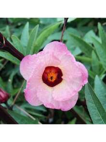 Free Extra 500 Seeds/Rare Red Roselle Hibiscus Sabdariffa Seeds For Platning Roselle Jamaican Plant Flowers Seed To Grow Semillas De Flores Plants Semillas De Plantas Garden Rose Plant Strawberry Seeds Plant Seeds Seeds For Planting Orchid Flower Seeds Tulips Tulipanes Sunflower Hena Plants Live    Vegetable Seeds  Seeds  Hosta Plants  Plants  Gardening  Flower Seeds  Plant  Flowers For Outside  Semillas De Flores Para Sembrar  Gardening  All   Plants For Outside  Mosquito Repellent Outdoor  Gar Exquisite Gift Seeds - 50 - 查看 7