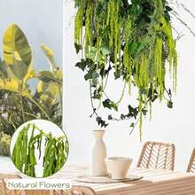 5Pcs Dried Amaranthus Hanging Flowers 100 L 23 Neon Green Preserved Amaranthus Flowers For Wedding Arch Floral Arrangment Wall Hanging-0162 - 淺綠色 - 查看 6