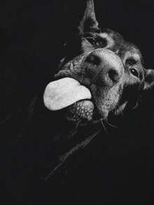 Tiny Spark 杜宾犬图案黑色长袖T恤 - 黑色 - 查看 5