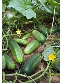 Flower Seeds 50+ Cucumber Seeds - Marketer | Vegetable Garden Pickling NON-GMO USA - 1 - Xem 1