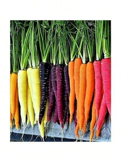 Free Home Delivery 300 Multi-Colored Carrot Seeds - màu đen - Xem 1