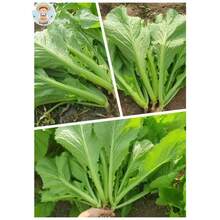 Free Home Delivery 500 Mustard Seed Leaves Mustard Green Non-GMO Genetically Modified Vegetables For Garden Planting - 變體 1 - 查看 1