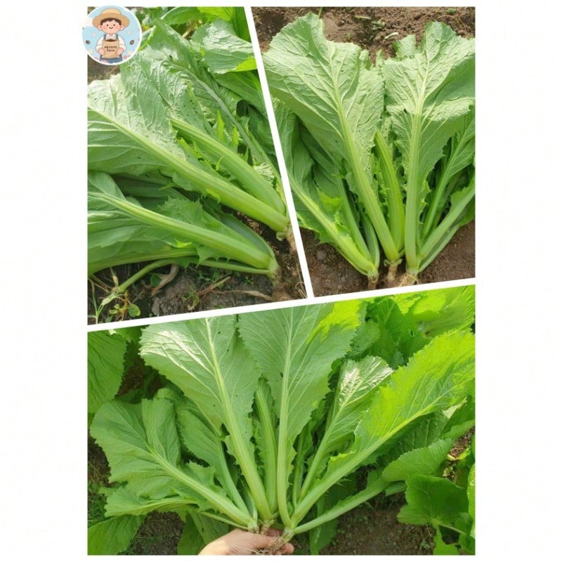 Free Home Delivery 500 Mustard Seed Leaves Mustard Green Non-GMO Genetically Modified Vegetables For Garden Planting - 變體 1 - 查看 1