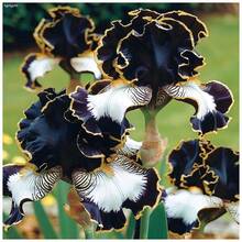 Semillas perennes Siembre las semillas de iris mixtas correctas 265 para plantar en el jardín al aire libre - 265 semillas - Ver 1