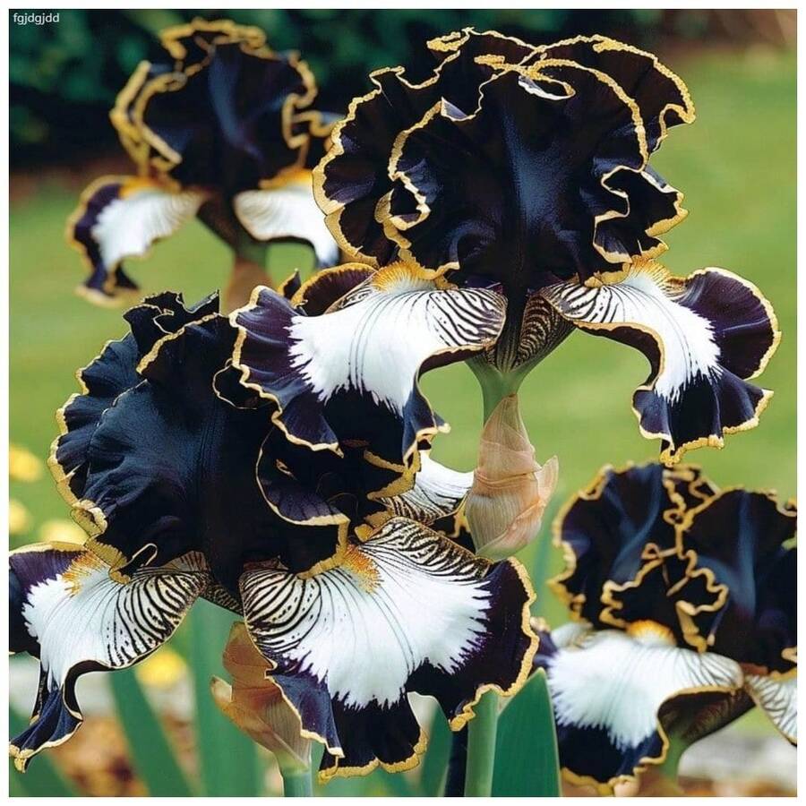 Semillas perennes Siembre las semillas de iris mixtas correctas 265 para plantar en el jardín al aire libre - 265 semillas - Ver 1