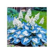 Ryrteurt Perennial Flower Seeds 200 Hosta Seeds, Suitable For Home Garden Planting, Hardy And Suitable For All Seasons, Suitable For DIY Gardens, Home Gardens, Pots And Yards - The Ideal Gardening Gift - 200粒種子 - 查看 3