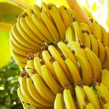 Stylish  Generous And Unique 100 Dwarf Banana Seeds Banana Tree Plants With Cold-Tolerant Tropical Banana Seeds - 1 - Xem 5