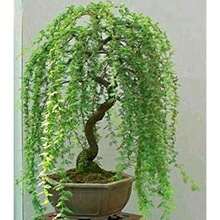 Sad Money Tree Willow Bonsai Seedlings For Self-Cultivation - Makes A Great Gift, Or It's Not Bad To Grow Your OwnAmerican Ready-Made Christmas Gifts - 彩色 - 查看 3