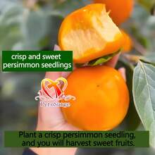 New To Free Home Delivery - 1 Crisp Sweet Persimmon Seedling (15-18 Inches Tall). It Will Grow Into A Seedless, Crisp, Sweet Orchard Persimmon Tree. This Persimmon Seedling Is Suitable For Planting In All Regions And Has Abundant Yields. With Planting Instructions - Cây giống hồng - Xem 6