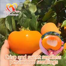 New To Free Home Delivery - 1 Crisp Sweet Persimmon Seedling (15-18 Inches Tall). It Will Grow Into A Seedless, Crisp, Sweet Orchard Persimmon Tree. This Persimmon Seedling Is Suitable For Planting In All Regions And Has Abundant Yields. With Planting Instructions - Cây giống hồng - Xem 5