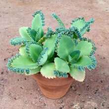 Mother Of Thousands Live Potted Plant -  Inch Pot - Kalanchoe Daigremontiana - Mexican Hat Plant Succulent Produces New Plants On Its Leaves - Easy To Proegate And Great Gift For Plant Lover - 彩色 - 查看 1