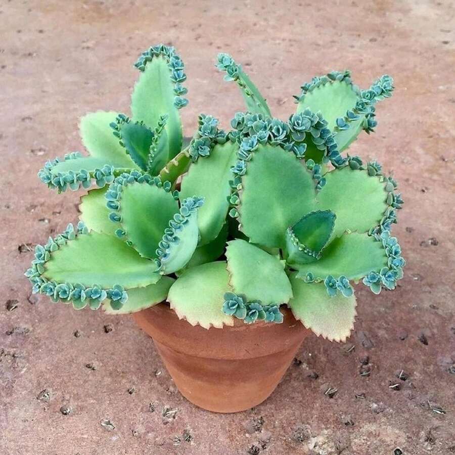 Mother Of Thousands Live Potted Plant -  Inch Pot - Kalanchoe Daigremontiana - Mexican Hat Plant Succulent Produces New Plants On Its Leaves - Easy To Proegate And Great Gift For Plant Lover - 彩色 - 查看 1