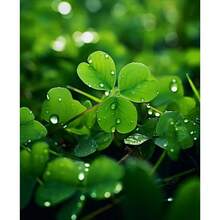 Semillas de plantas en maceta Oferta de descuento semillas Semillas de trébol de cuatro hojas raras Semillas de trébol de tres hojas mezcladas Traen buena suerte Semilla de cobertura de suelo Nuevo césped Crecen fácilmente Genial para jardín flores al aire libre Plantas Horticultura Naturaleza - 200 - Ver 4