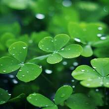 Semillas de plantas en maceta Oferta de descuento semillas Semillas de trébol de cuatro hojas raras Semillas de trébol de tres hojas mezcladas Traen buena suerte Semilla de cobertura de suelo Nuevo césped Crecen fácilmente Genial para jardín flores al aire libre Plantas Horticultura Naturaleza - 200 - Ver 5