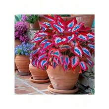 Ryrteurt Perennial Seeds Oriental Chrysanthemum Seeds 1000 Seeds Rare White Red Oriental Chrysanthemum Plant Seeds Perennial Blue  Oriental Chrysanthemum Seeds For Planting Outdoor Gardens Attract Pollinators Perennial Bonsai Decoration - 1000粒種子 - 查看 1