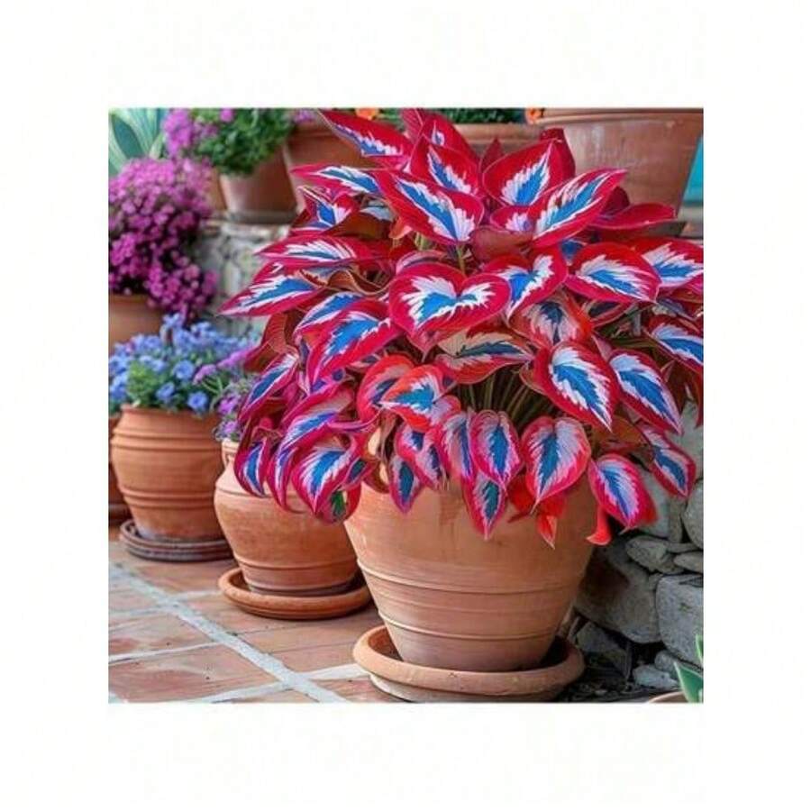 Ryrteurt Perennial Seeds Oriental Chrysanthemum Seeds 1000 Seeds Rare White Red Oriental Chrysanthemum Plant Seeds Perennial Blue  Oriental Chrysanthemum Seeds For Planting Outdoor Gardens Attract Pollinators Perennial Bonsai Decoration - 1000粒種子 - 查看 1