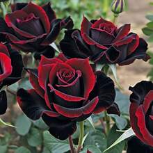 Semillas de flores - 100 piezas/semillas - Ver 1