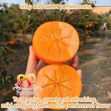 New To Free Home Delivery - 1 Crisp Sweet Persimmon Seedling (15-18 Inches Tall). It Will Grow Into A Seedless, Crisp, Sweet Orchard Persimmon Tree. This Persimmon Seedling Is Suitable For Planting In All Regions And Has Abundant Yields. With Planting Instructions - Cây giống hồng - Xem 7