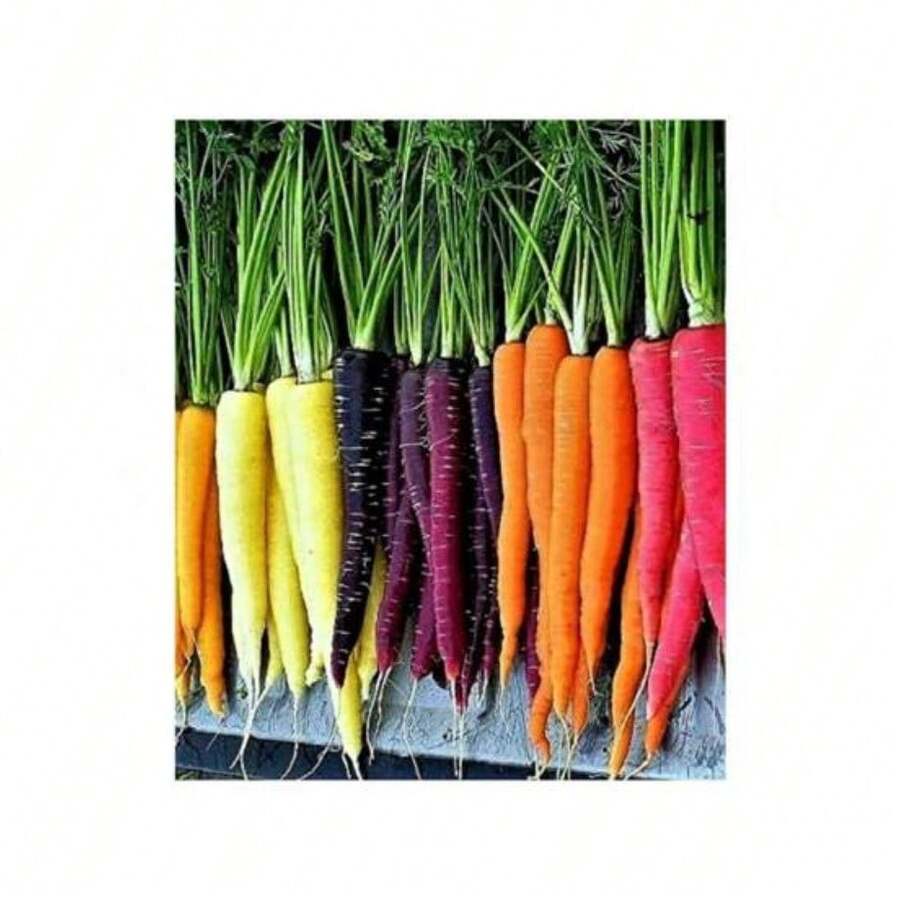 Fgjdgjdd Perennial 300 Multi-Colored Carrot Seeds | SHEIN USA