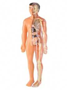 一套儿童模拟人体器官模型认知解剖玩具，早教益智玩具，儿童科学实验套装，带可拆卸器官的医学教学骨骼模型，骨骼医学解剖STEM玩具，中小学生人体内部器官医学组装玩具，教育玩具 - 彩色 - 查看 14